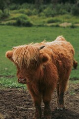 Vertical shot of a brown fluffy bull in a pasture