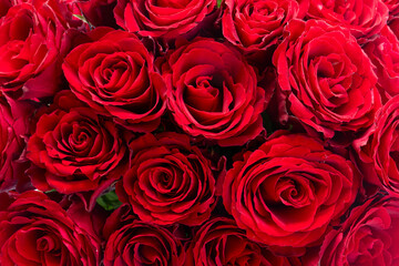 Crimson red rose flowers
