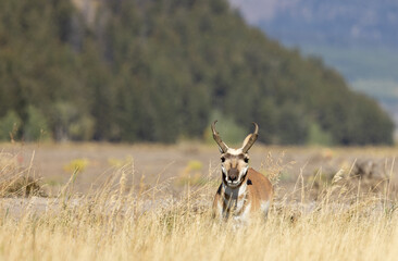 Fototapeta premium Pronghorn Buck in Grand Teton National Park Wyoming in Autumn