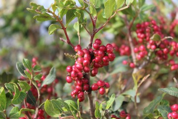 Closeup shot of red currants