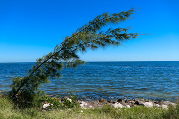 Pine Tree bent by Hurricane winds