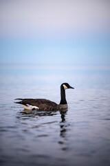 Vertical shot of a Canadian goose floating on a blue pond surface