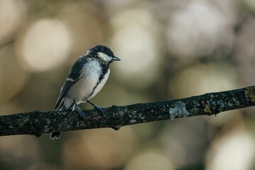 Closeup shot of a Kohlmeise perched on a branch