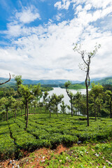 Obraz premium landscape with trees