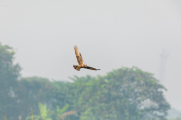 Eastern marsh harrier (Circus spilonotus) at Baruipur, South 24 Parganas, West Bengal, India.