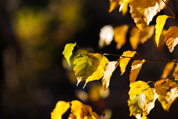 Autumn leaves background. Yellow birch leaves