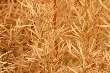 Brown Autumn leaves. 
