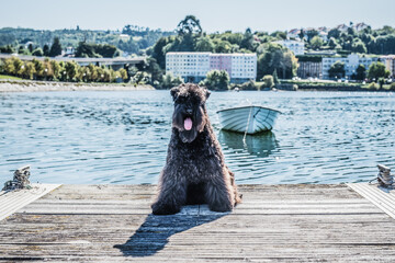 Perro Kerry Blue en el Mar