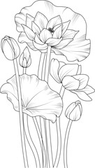 Hand-drawn lotus flower bouquet vector sketch illustration engraved ink art botanical leaf branch collection isolated on white background coloring page and books.

