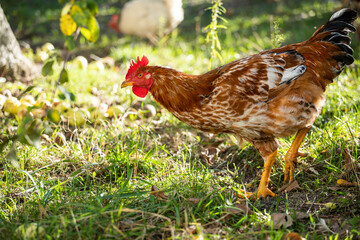 Domestic chicken eats grass. Rooster with red feathers.  Home poultry farm in natural conditions.