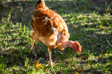Domestic chicken eats grass. Home poultry farm in natural conditions. 