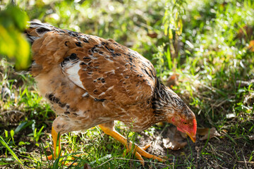 Home poultry farm in natural conditions. Hen on the farm. Livestock