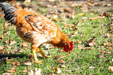 Domestic chicken eats grass. Rooster with red feathers.  Home poultry farm in natural conditions.