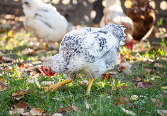 Home poultry farm in natural conditions. Hen on the farm. Livestock. Chicken with white feathers