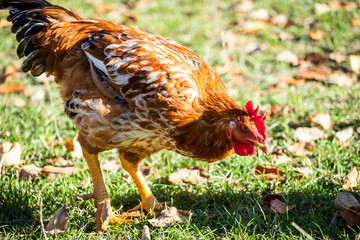 Domestic chicken eats grass. Rooster with red feathers.  Home poultry farm in natural conditions.