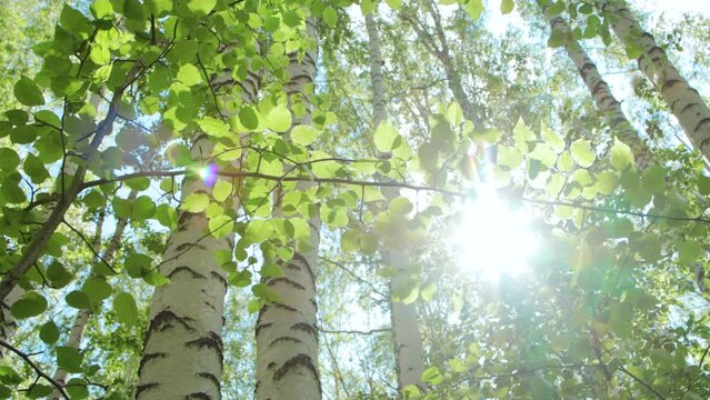 Birch forest in a morning light 