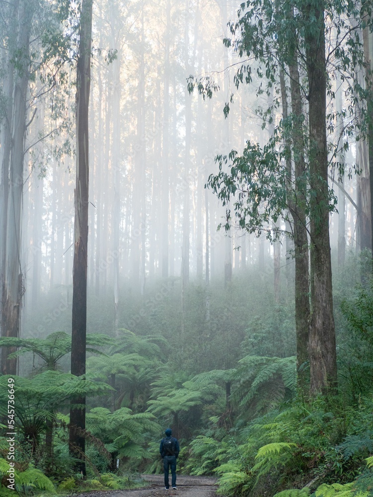 Canvas Prints young australian man walking through a rainforest with tall trees and wild nature in daylight