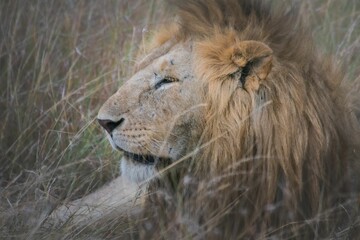Graceful lion laying in the field