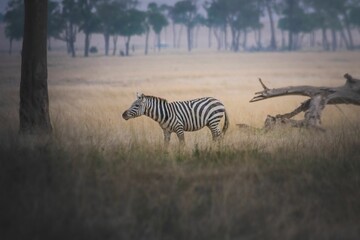 Fototapeta na wymiar Zebra in the field of savanna