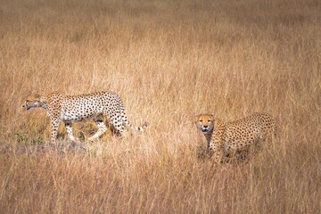 Asiatic cheetah hiding in the field © David Hernandez Valle/Wirestock Creators
