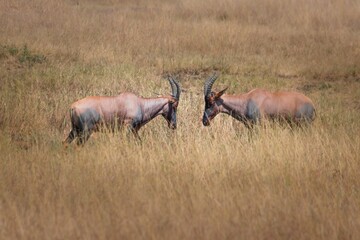 Topi antelopes in the field
