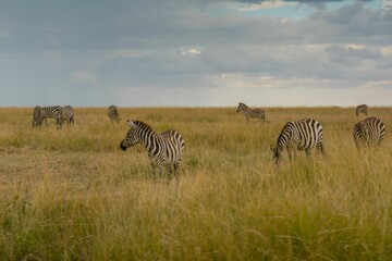 Fototapeta na wymiar Zebras grazing in the field of savanna