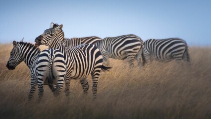 Fototapeta na wymiar Zebras grazing in the field of savanna