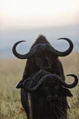 Naklejka premium Vertical shot of African buffalos mating