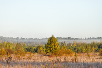 Fototapeta na wymiar Morning fog in the autumn forest.