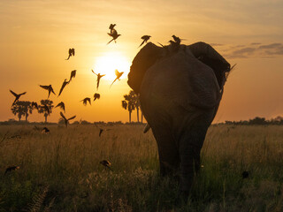 Fototapeta na wymiar Elephant in the sunrise