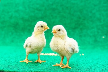 Closeup of two yellow Serama chicks on a artificial grass background