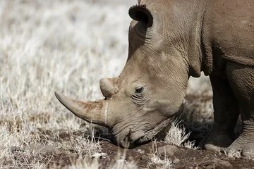  Closeup of a white rhino grazing in Lewa Conservancy, Kenya © Antwerp Lion/Wirestock Creators