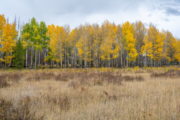 Fall Color Outside Grand Lake, CO