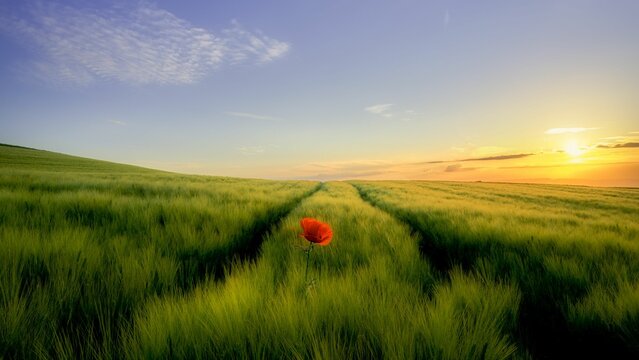Beautiful view of a red poppy flower on grass fields and sunset sky on the horizon