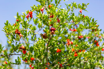 Obraz premium Pomegranate bush already bears many pomegranates.