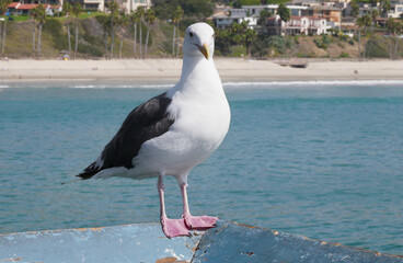 Fototapeta premium Seagull on the San Clemente Pier in Orange County, California, USA