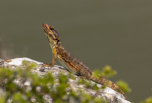 Cordylus lizard