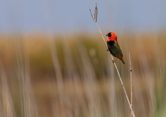Southern red bishop