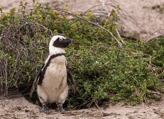 Fototapeta premium African penguin