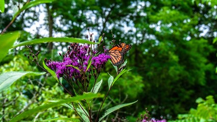 Selective of a monarch (Danaus plexippus) on a purple flower