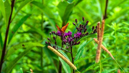 Selective of a monarch (Danaus plexippus) on a purple flower