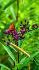Selective of a monarch (Danaus plexippus) on a purple flower