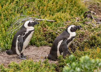 Obraz premium African penguin