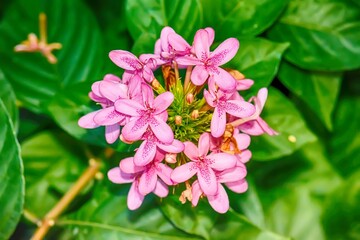 Closeup of beautiful pink ruttyruspolia flowers.