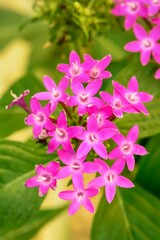 Vertical of pentas lanceolata flowers