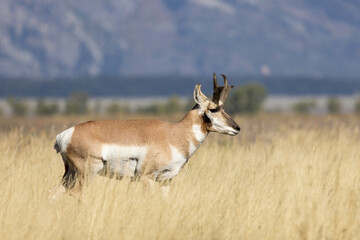 Pronghorn Buck in Grand Teton National Park Wyoming in Autumn