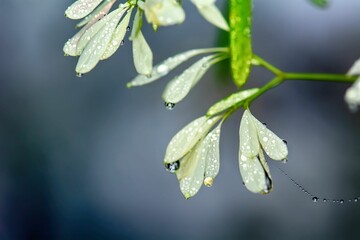 Closeup of a plant with water drops on it.