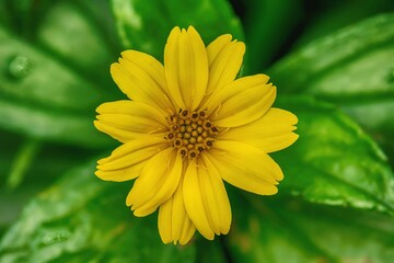 Closeup of a yellow wedelia flower.