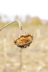 Sunflower field. Harvest time in farm. Dried plant stems in a farm field.