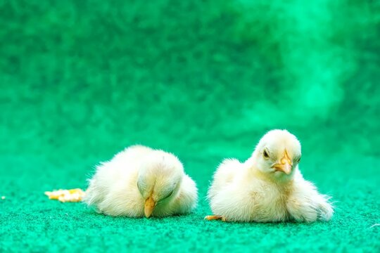 Yellow serama chicks on an artificial grass background.